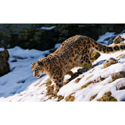 3D Printed Blackout Fabric Set of 2 Curtains for Bedroom (Leopard walking on Icy Hills)